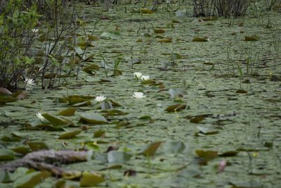 Nymphaea odorata, photographed by christophergs