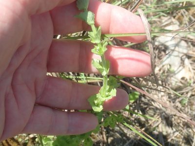 Triodanis perfoliata, photographed by Lynn Harper