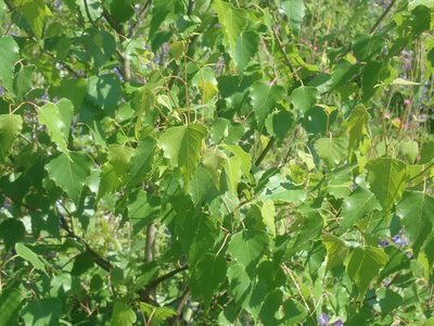 Betula populifolia, photographed by Lynn Harper