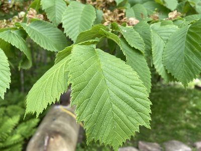 Ulmus americana, photographed by Doug Suitor