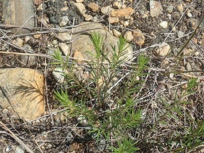 Ionactis linariifolia