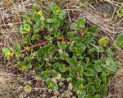 Abronia latifolia, photographed by John A Haskins