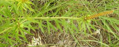 Stillingia texana, photographed by saltyhiker