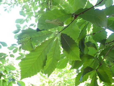 Quercus michauxii, photographed by stephen