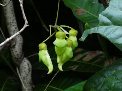 Mucuna gigantea