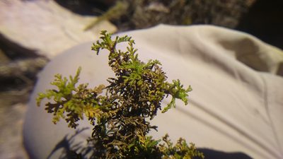 Ambrosia artemisioides, photographed by cstobie