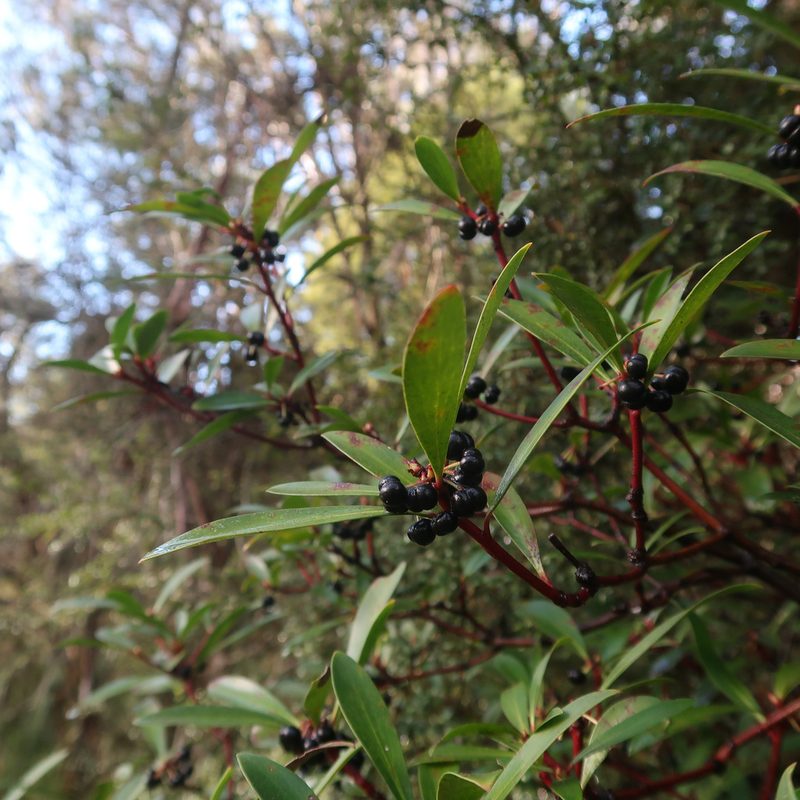 Tasmannia lanceolata, photographed by Cowirrie