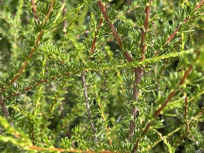 Adenostoma fasciculatum, photographed by rappman