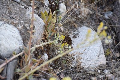 Dudleya lanceolata, photographed by velodrome