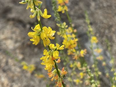 Acmispon glaber