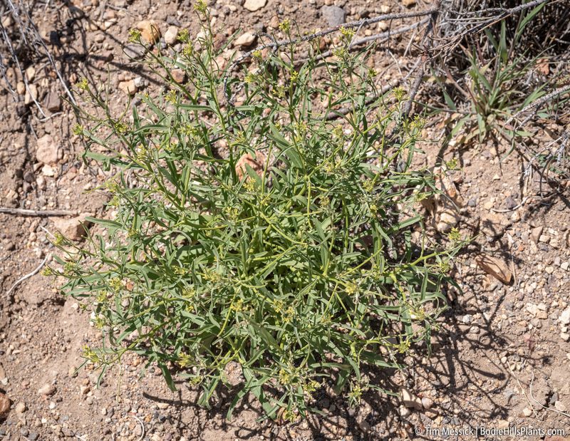 Erysimum repandum, photographed by Tim Messick