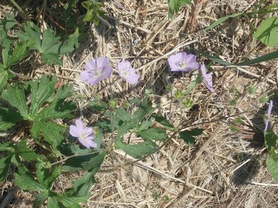Geranium maculatum, photographed by Lynn Harper