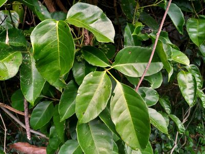 Tetrastigma nitens, photographed by Steve Fitzgerald