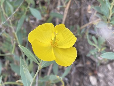 Dendromecon rigida, photographed by rappman