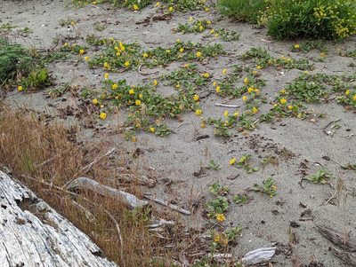 Abronia latifolia, photographed by John A Haskins