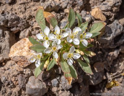 Eremothera nevadensis, photographed by Tim Messick