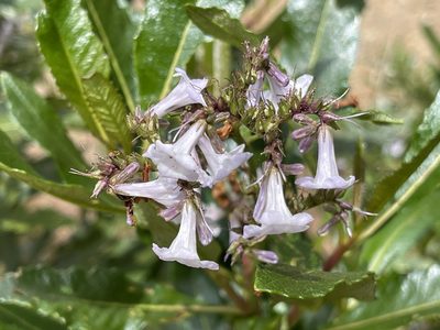 Eriodictyon californicum, photographed by rappman