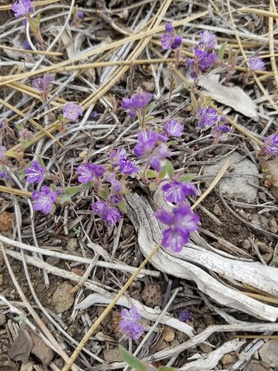 Phacelia humilis, photographed by Jonathan Curley