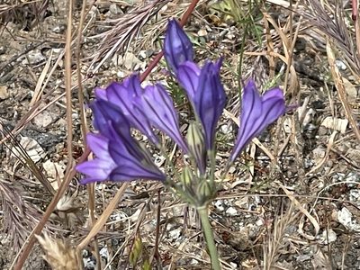 Triteleia laxa, photographed by rappman