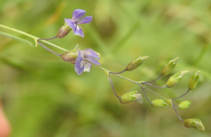 Pediomelum linearifolium, photographed by saltyhiker