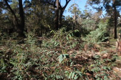 Indigofera australis, photographed by Cowirrie