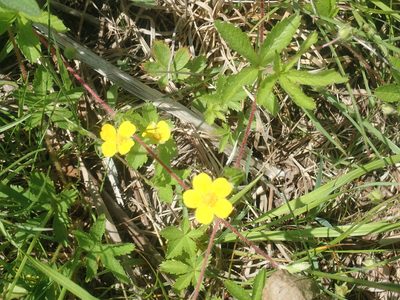 Potentilla simplex, photographed by Lynn Harper