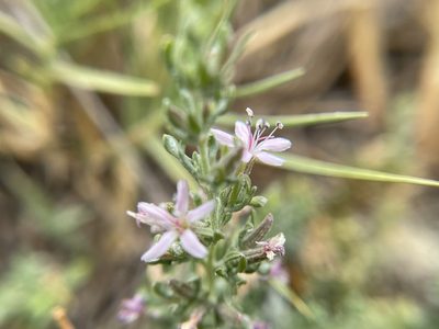 Frankenia salina, photographed by Daniel Das