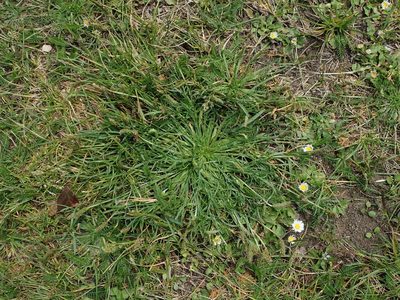 Plantago coronopus, photographed by Daniel Cahen