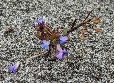 Collinsia parviflora, photographed by John A Haskins