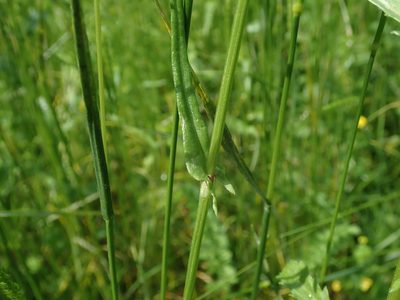 Rumex acetosa, photographed by Daniel Cahen