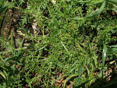 Lepidium didymum, photographed by Daniel Cahen