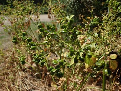 Smyrnium olusatrum, photographed by Daniel Cahen