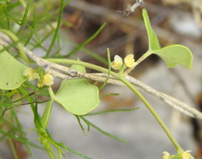 Nephroia carolina