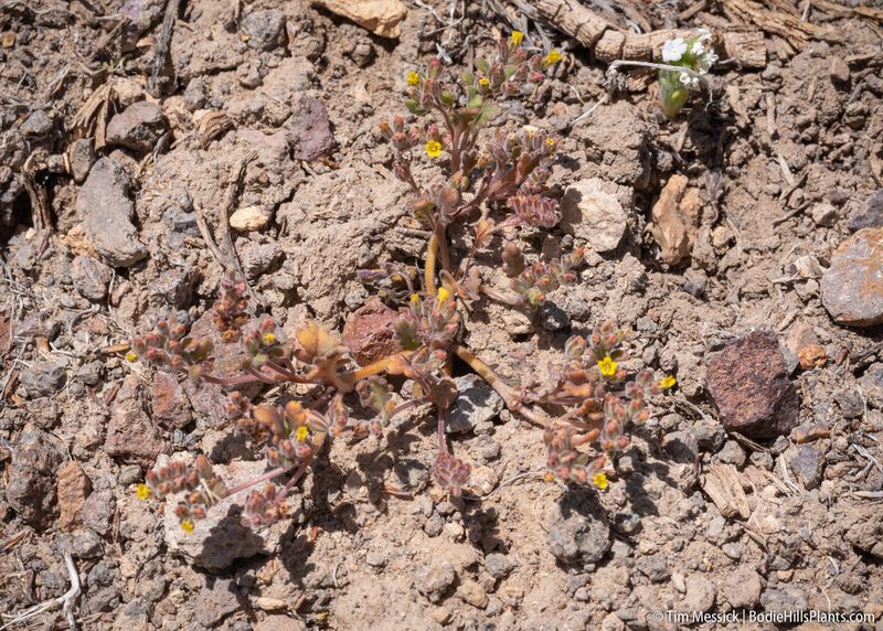 Phacelia monoensis, photographed by Tim Messick