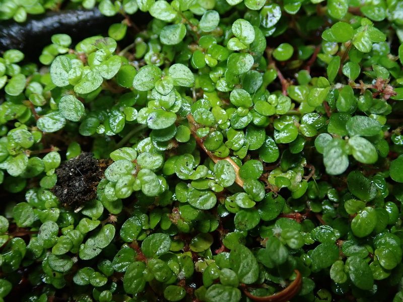 Soleirolia soleirolii, photographed by Daniel Cahen