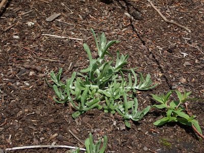 Laphangium luteoalbum, photographed by Daniel Cahen