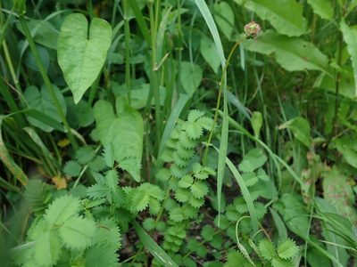 Sanguisorba minor, photographed by Daniel Cahen