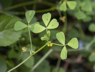Medicago arabica, photographed by David Carey