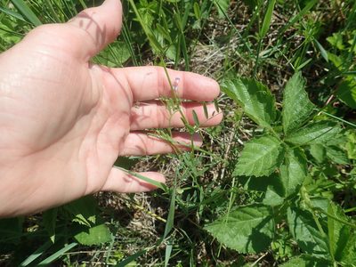 Vicia tetrasperma, photographed by Lynn Harper