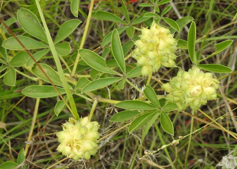 Pediomelum cuspidatum, photographed by saltyhiker
