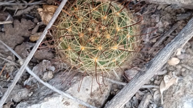 Mammillaria crinita, photographed by Alejandro Gómez Maya