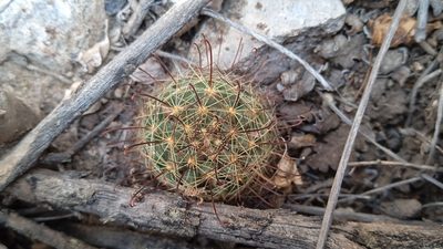 Mammillaria crinita, photographed by Alejandro Gómez Maya