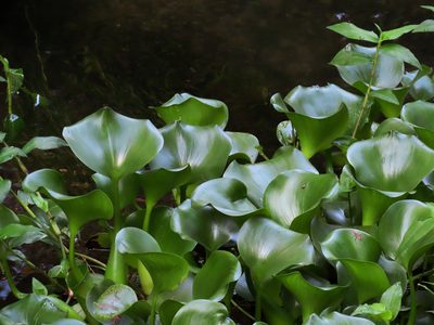 Pontederia crassipes