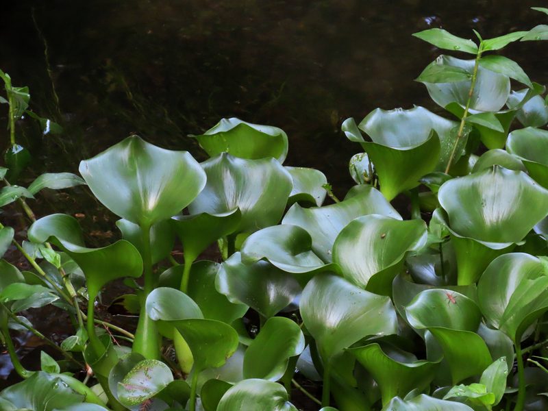 Pontederia crassipes, photographed by Tom Riggle