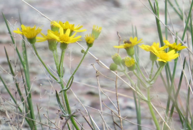 Packera plattensis, photographed by Marilynn Miller