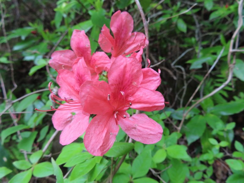 Rhododendron kaempferi, photographed by Timur Kalininsky