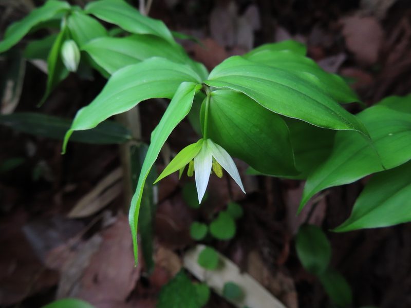 Disporum smilacinum, photographed by Timur Kalininsky