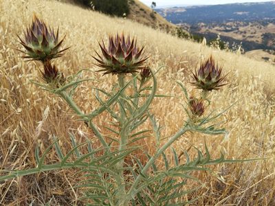 Cynara cardunculus, photographed by Ken-ichi Ueda