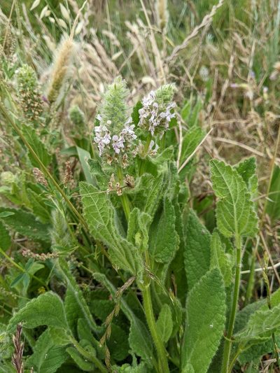 Stachys pycnantha, photographed by Ken-ichi Ueda