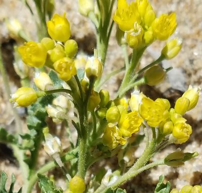Rorippa subumbellata, photographed by Kate Crowell Walker